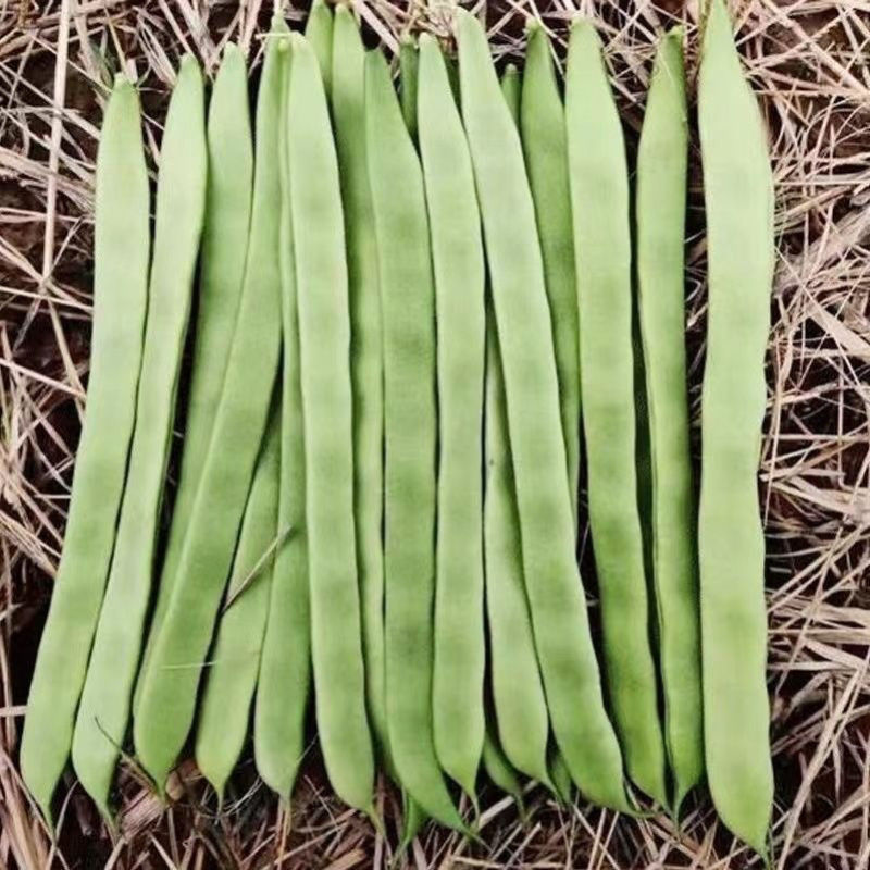 长荚状元白荚四季豆架豆种子高产早熟