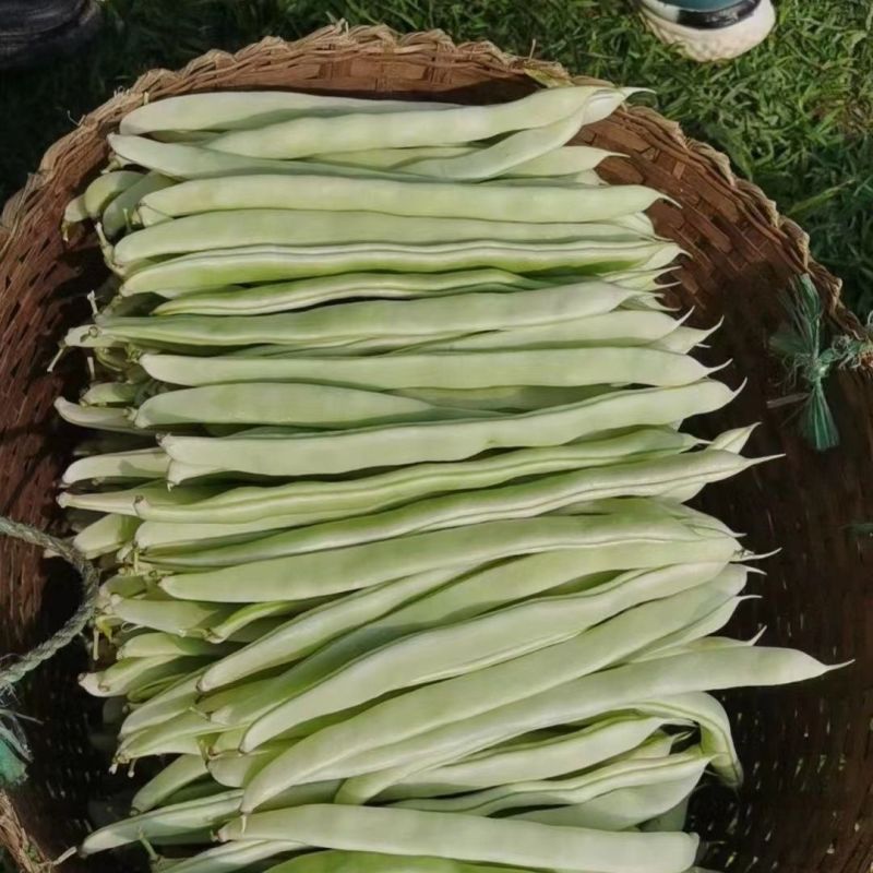长荚状元白荚四季豆架豆种子高产早熟