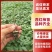 西红柿苗三叶一心番茄苗大红西红柿苗免费技术指导