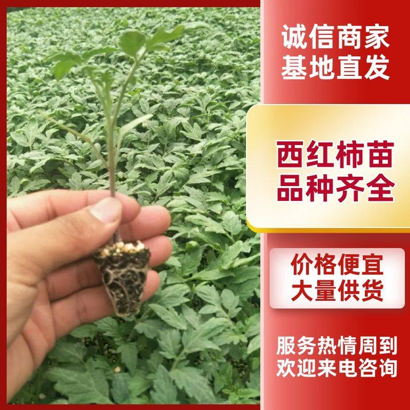 西红柿苗三叶一心番茄苗大红西红柿苗免费技术指导