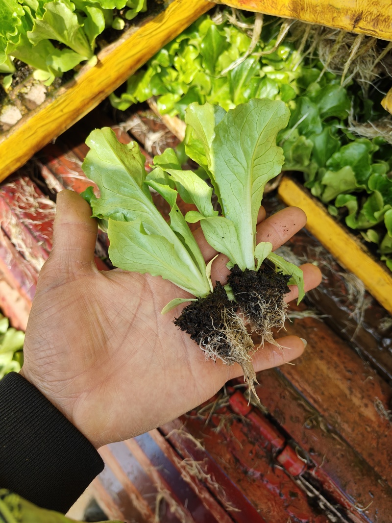 意大利生菜苗菜型好现挖现发存活率高可提供种植技术