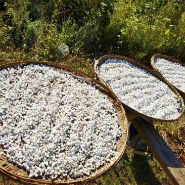 大别山茯苓粒精选深山老茯苓品质保证原色原味，