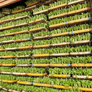 意大利生菜苗菜型好现挖现发存活率高可提供种植技术