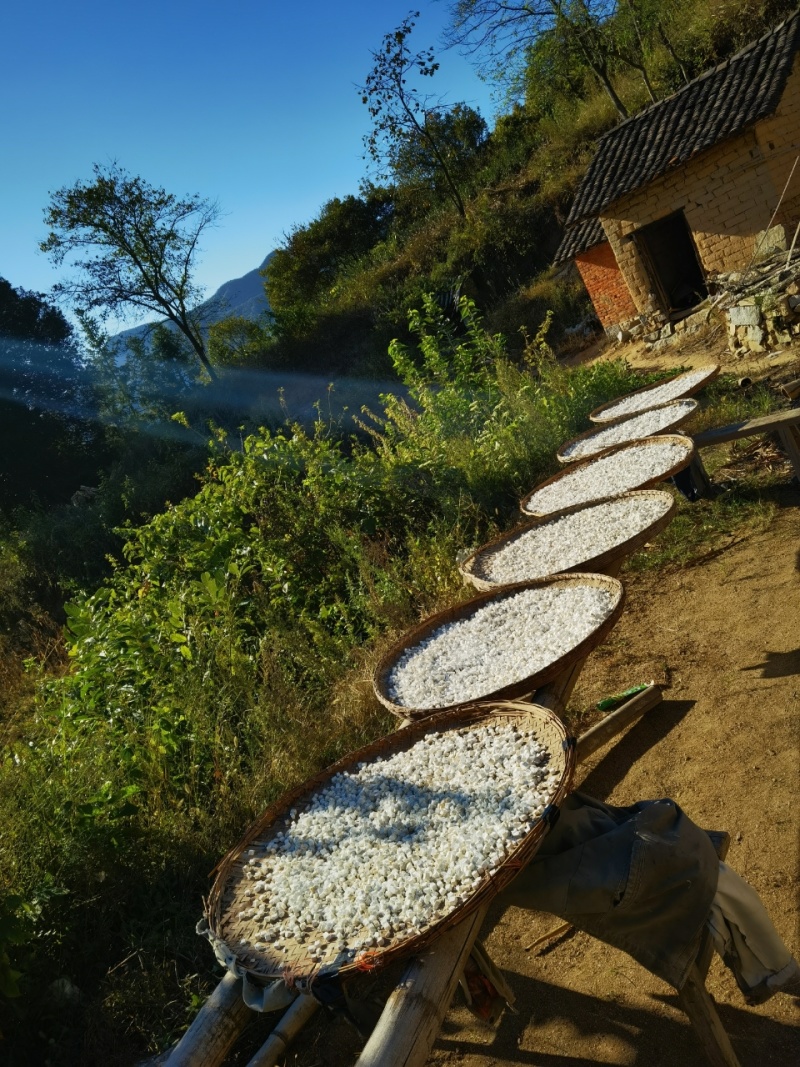 大别山茯苓粒精选深山老茯苓品质保证原色原味，