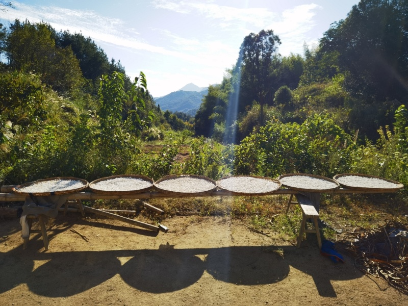 大别山茯苓粒精选深山老茯苓品质保证原色原味，