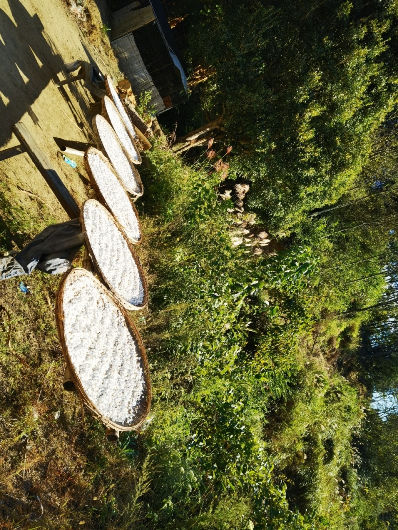 大别山茯苓粒精选深山老茯苓品质保证原色原味，