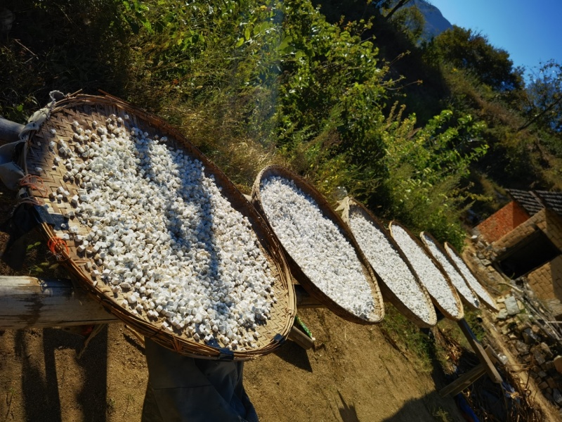 大别山茯苓粒精选深山老茯苓品质保证原色原味，
