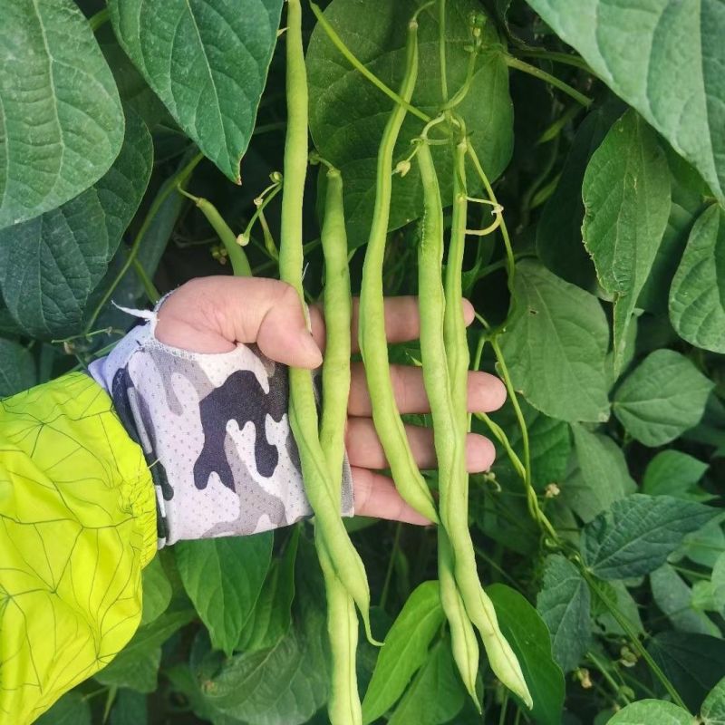 美国红玉架豆王种子长豆角芸豆种籽超长无筋豆种子四季豆高产
