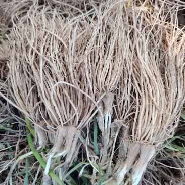 江苏丰县电商用韭菜根产地直发