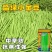 盛绿小金豆种子中早熟耐热抗寒条形顺直绿荚四季豆角无筋架豆