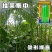 盛绿小金豆种子中早熟耐热抗寒条形顺直绿荚四季豆角无筋架豆