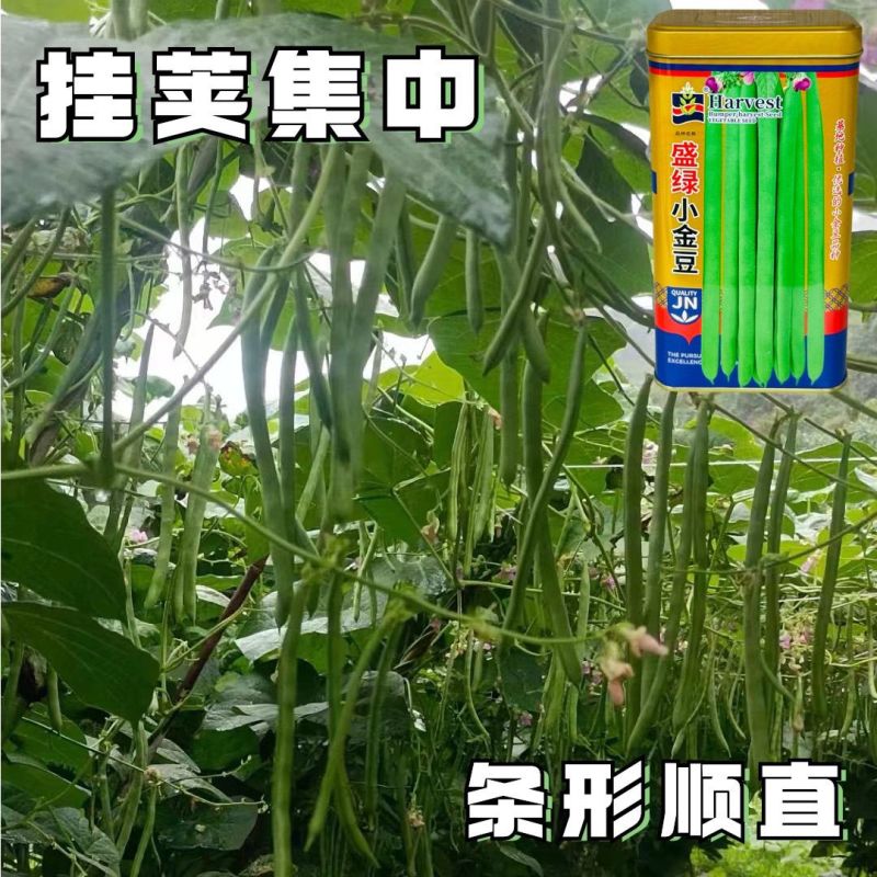 盛绿小金豆种子中早熟耐热抗寒条形顺直绿荚四季豆角无筋架豆