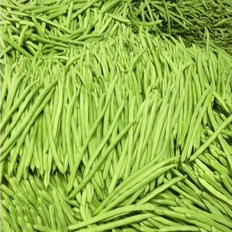 盛绿小金豆种子中早熟耐热抗寒条形顺直绿荚四季豆角无筋架豆