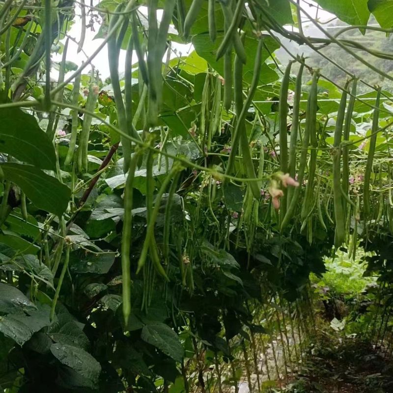 盛绿小金豆种子中早熟耐热抗寒条形顺直绿荚四季豆角无筋架豆