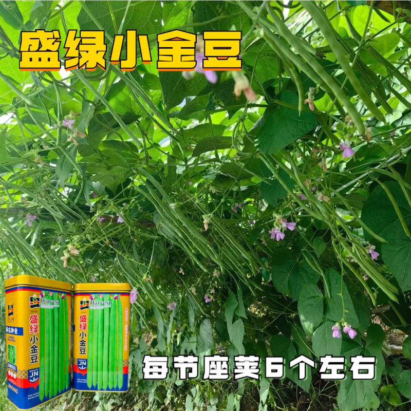 盛绿小金豆种子中早熟耐热抗寒条形顺直绿荚四季豆角无筋架豆
