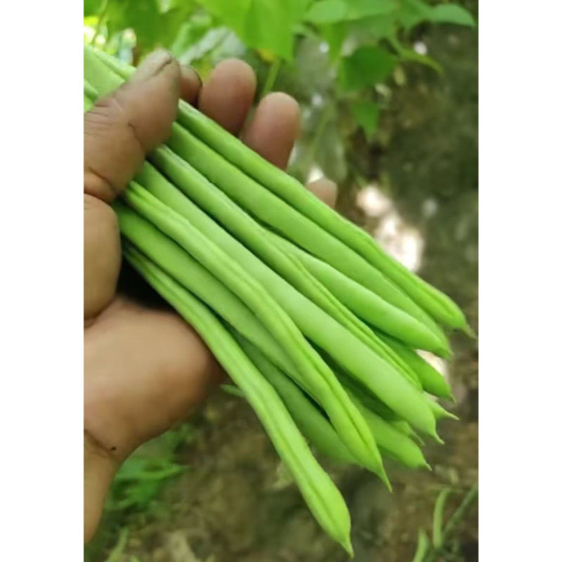 盛绿小金豆种子中早熟耐热抗寒条形顺直绿荚四季豆角无筋架豆