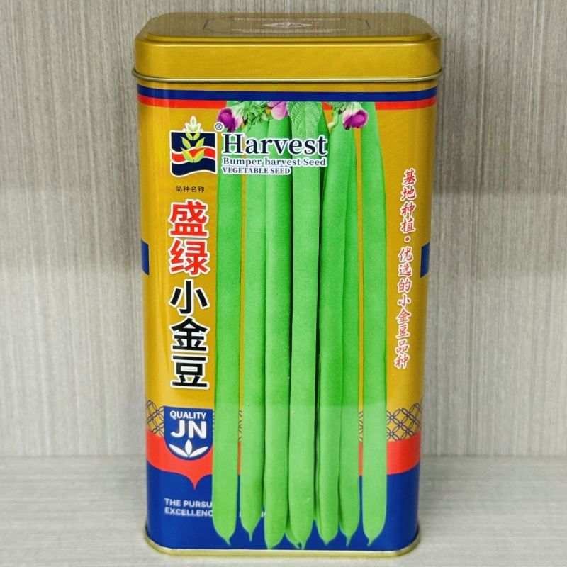盛绿小金豆种子中早熟耐热抗寒条形顺直绿荚四季豆角无筋架豆