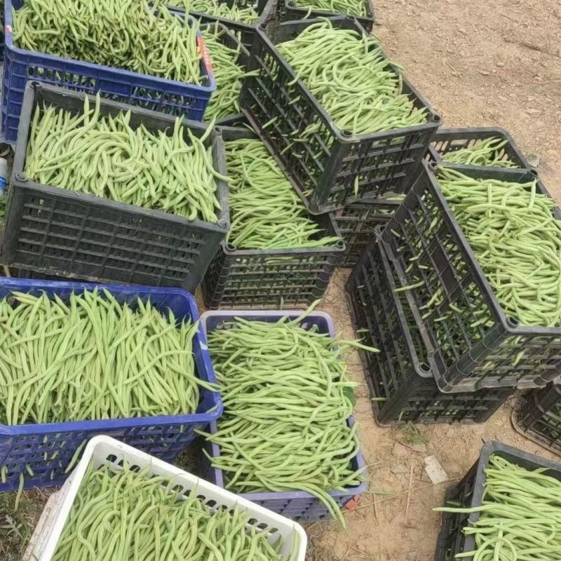 红玉架豆王豆角种子早熟速生长无纤维品质优无筋四季豆高产大