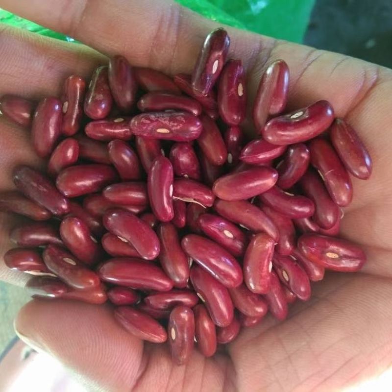 红玉架豆王豆角种子早熟速生长无纤维品质优无筋四季豆高产大