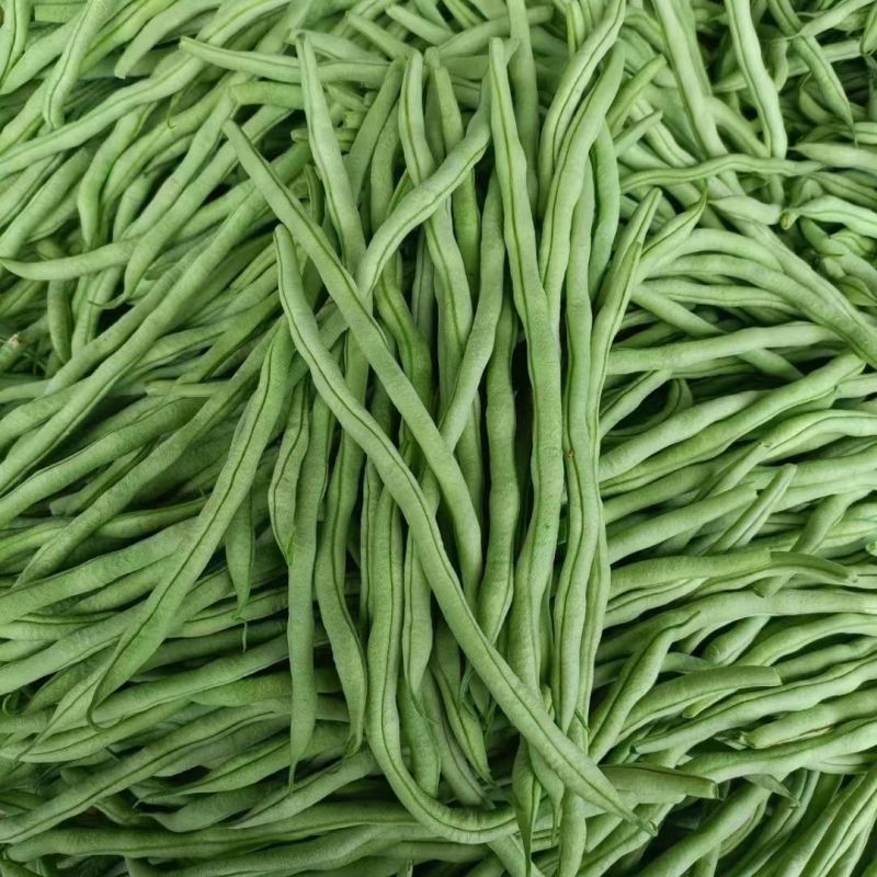 红玉架豆王豆角种子早熟速生长无纤维品质优无筋四季豆高产大