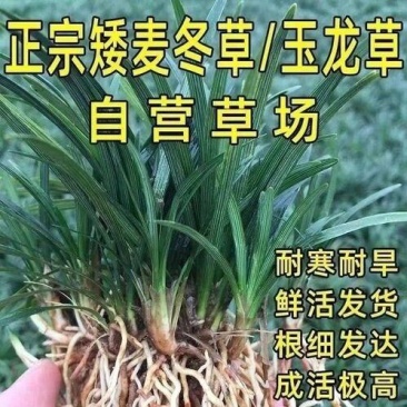 南通祥哥农场矮麦冬玉龙草