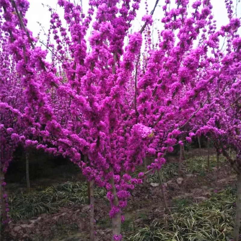 紫荆花树苗四季室外庭院开花树紫荆树苗耐寒绿化工程苗