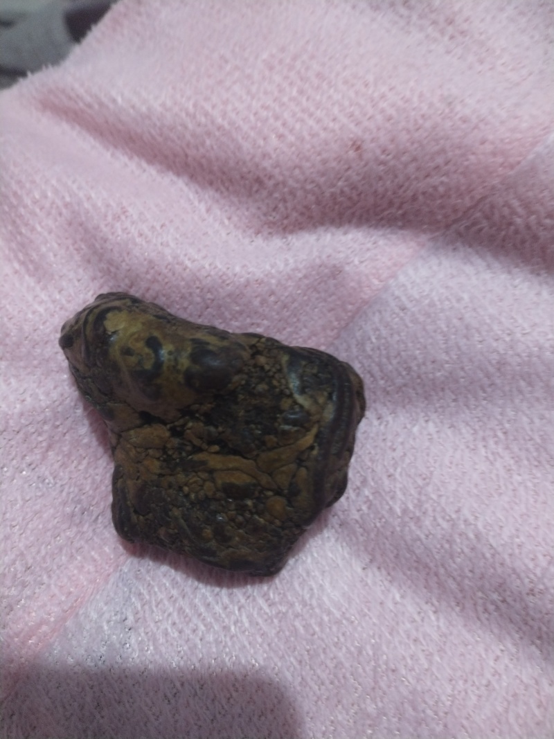 羊黄