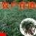 南通祥哥农场矮麦冬玉龙草
