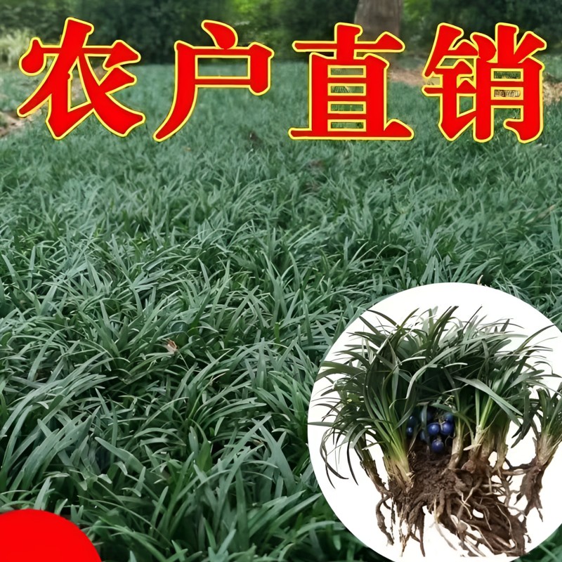 南通祥哥农场矮麦冬玉龙草