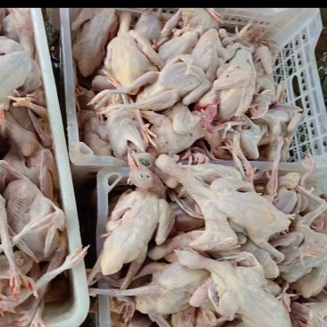 白条鸽，冻鸽自家养殖