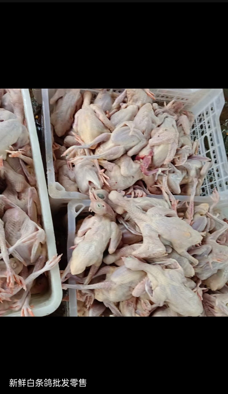 白条鸽，冻鸽自家养殖