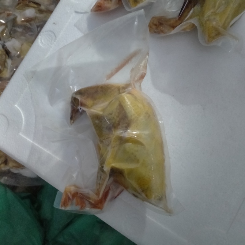 白条鸽，冻鸽自家养殖
