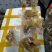 白条鸽，冻鸽自家养殖