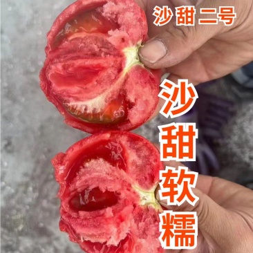 沙甜二号大口感番茄苗子沙瓤西红柿西红柿苗寿光苗场
