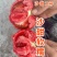 沙甜二号大口感番茄苗子沙瓤西红柿西红柿苗寿光苗场