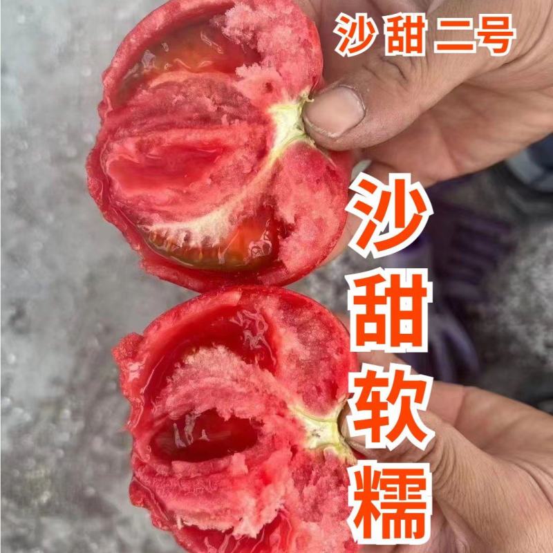 沙甜二号大口感番茄苗子沙瓤西红柿西红柿苗寿光苗场