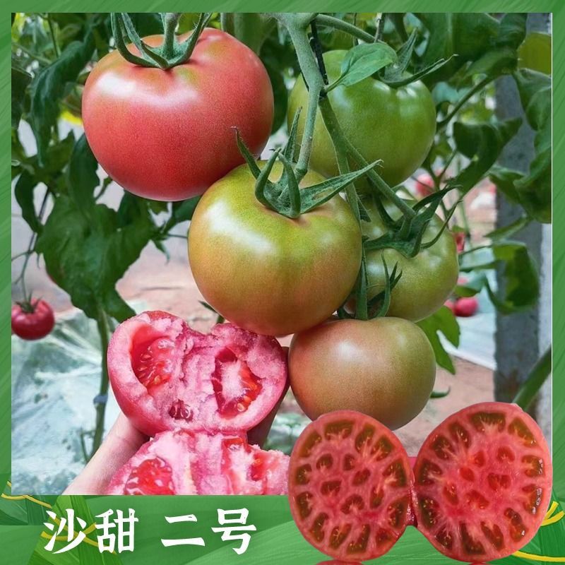 沙甜二号大口感番茄苗子沙瓤西红柿西红柿苗寿光苗场