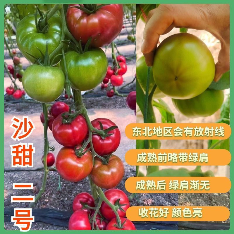 沙甜二号大口感番茄苗子沙瓤西红柿西红柿苗寿光苗场