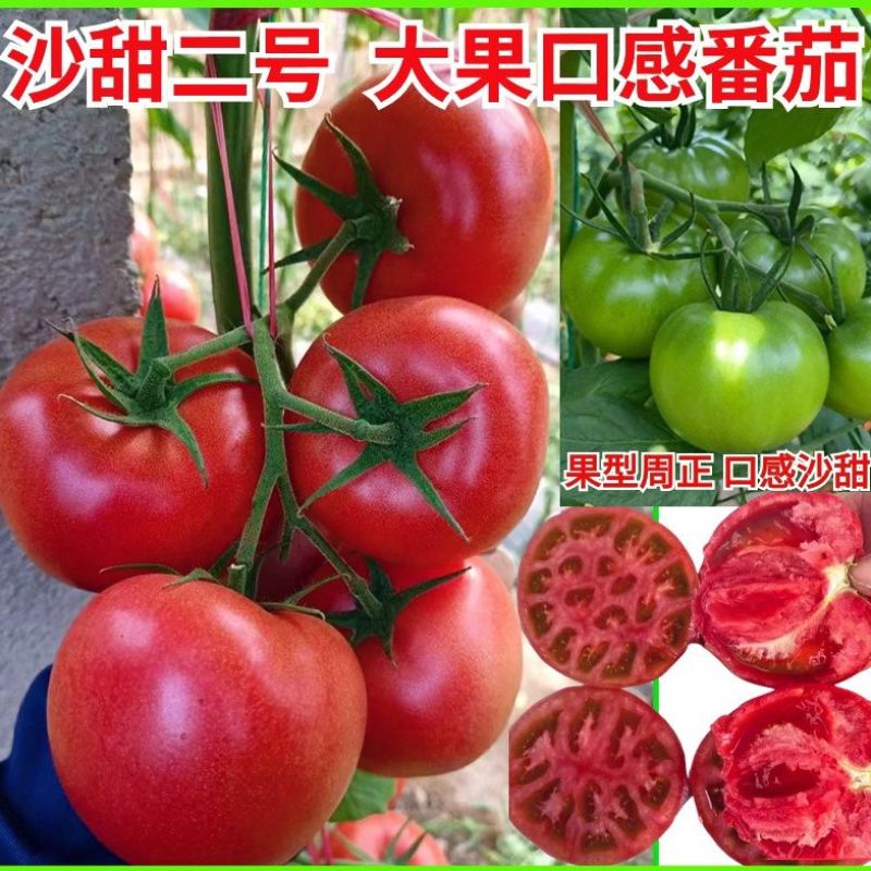 沙甜二号大口感番茄苗子沙瓤西红柿西红柿苗寿光苗场