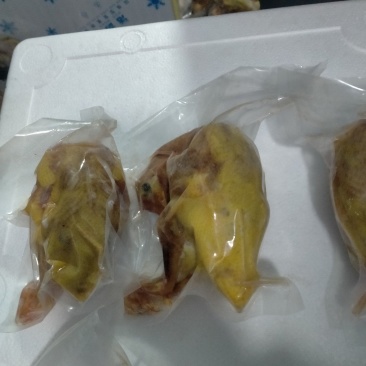 老鸽子，