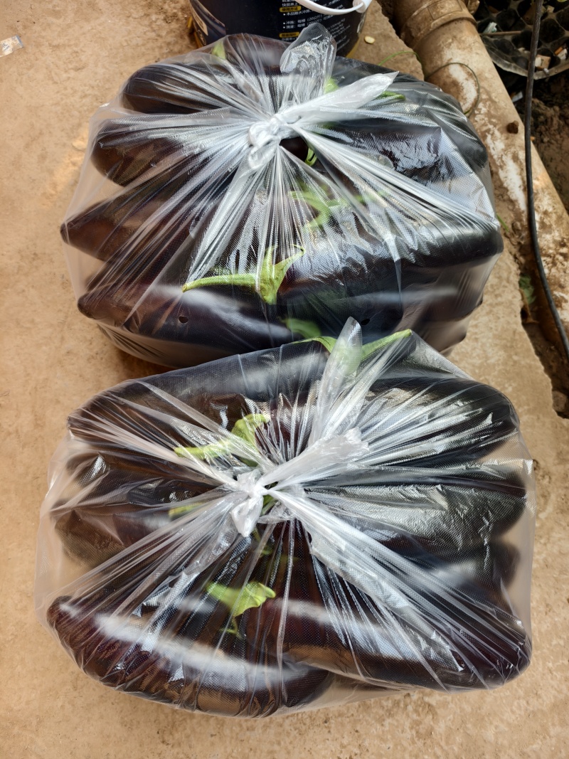 【黑茄王】烧烤茄黑棒茄河南焦作基地直供一手货源