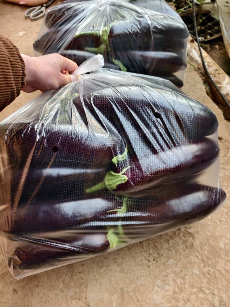 【黑茄王】烧烤茄黑棒茄河南焦作基地直供一手货源