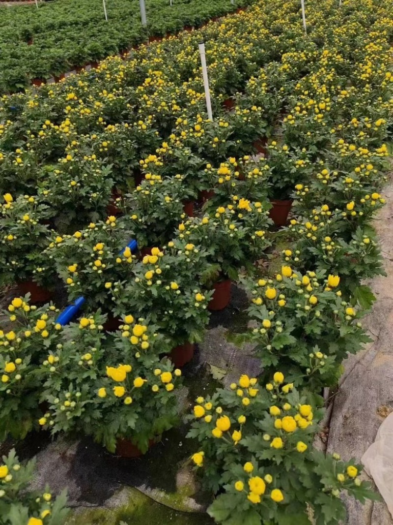 清明黄白菊基地直发一件代发