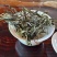 自家茶园