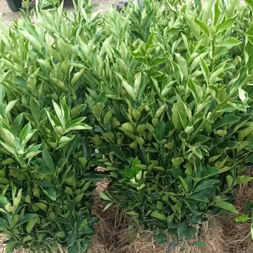 脆蜜金桔苗