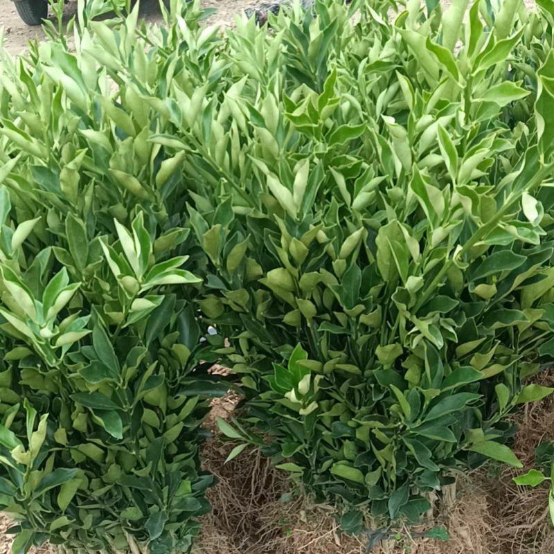 脆蜜金桔苗
