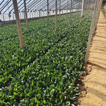 唐山市丰南区菠菜