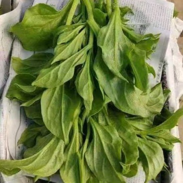 精品冰草大量上市，货源充足，质量保证，价格合理，长期合作