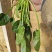唐山市丰南区菠菜