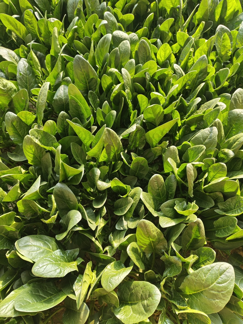 唐山市丰南区菠菜